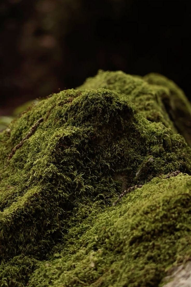 Moss on stone