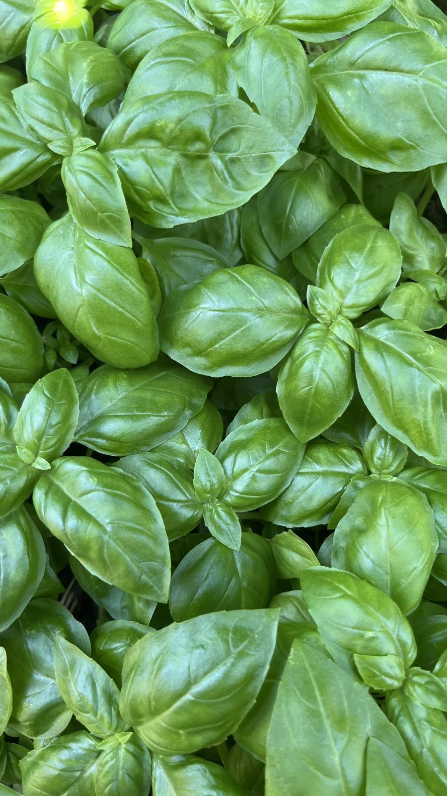 Basil leaves