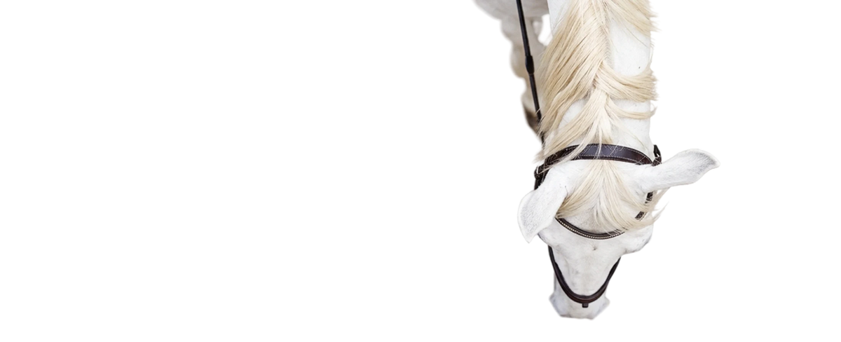 Hawas Blanche campaign