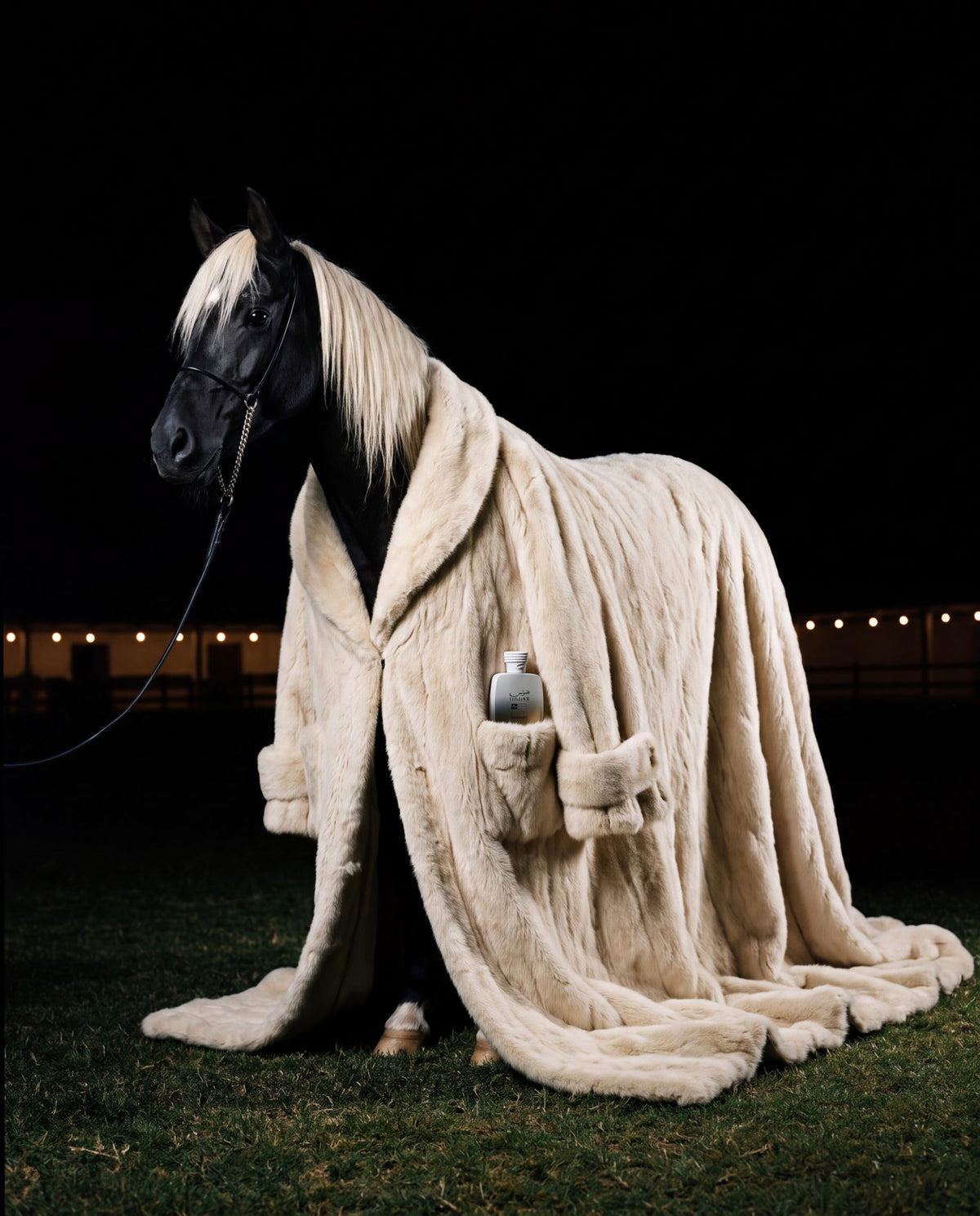 The horse in the coat