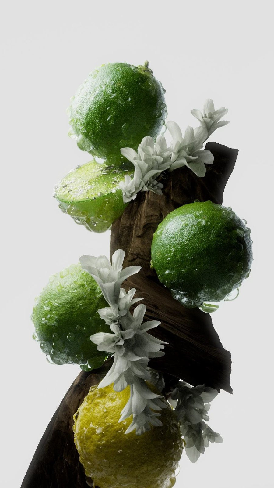 Bergamot on driftwood